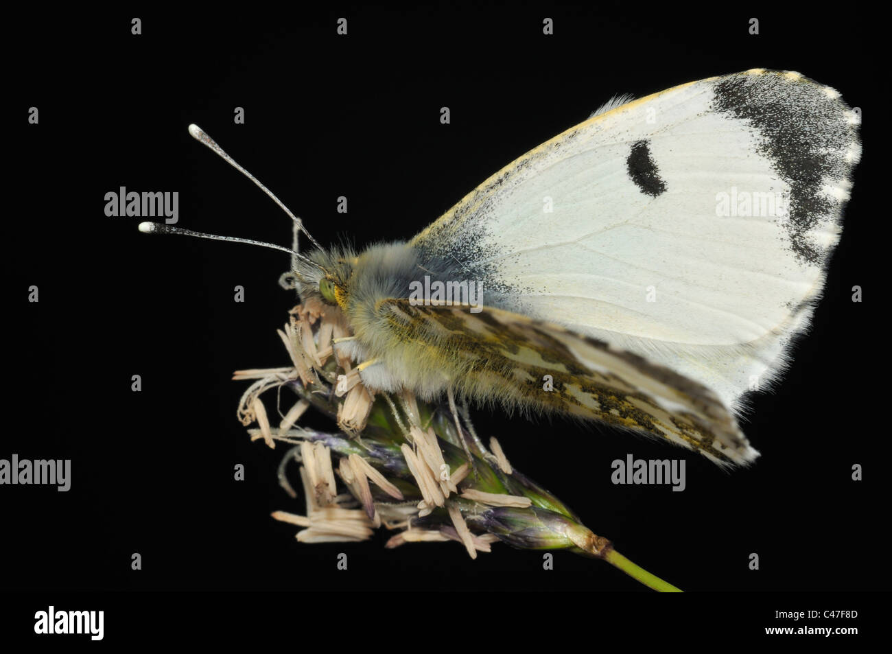 Punta arancione Butterfly - Anthocharis cardamines femmina su erba fiore Foto Stock