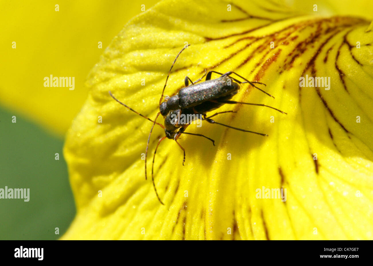 Longhorn Coleotteri, Grammoptera ruficornis ruficornis, Lepturinae, Cerambycidae, coleotteri. L'accoppiamento su una bandiera Iris fiore. Foto Stock