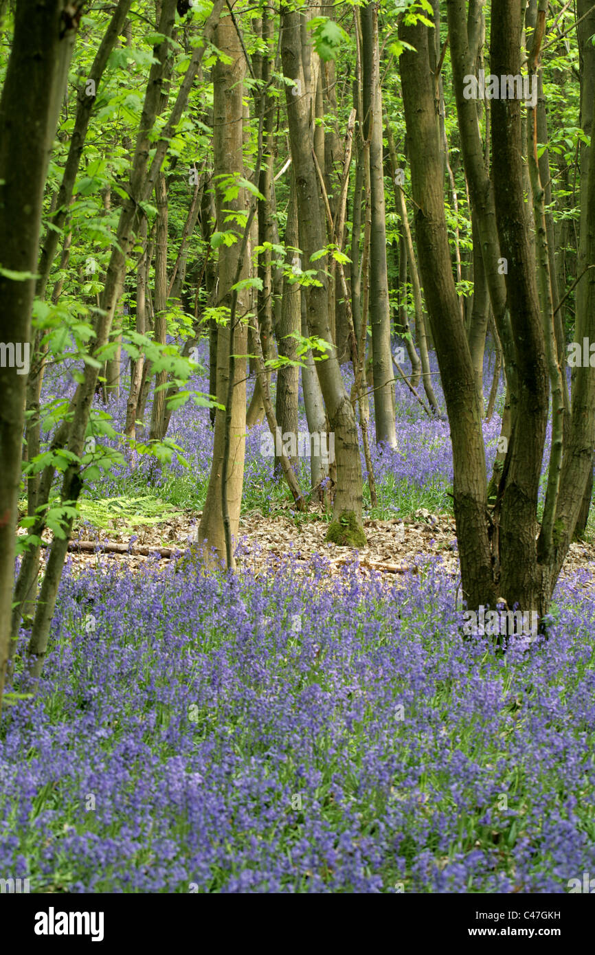 Bluebells, Hyacinthoides non scripta (syn. Endimione non-scriptum, Scilla non scripta), Whippendell boschi, Hertfordshire, Regno Unito Foto Stock