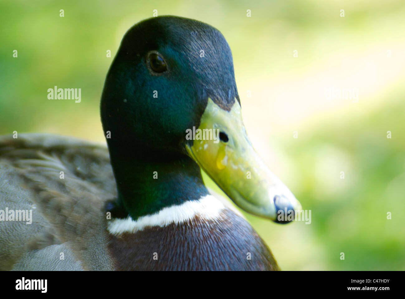 Un vicino la foto di un anatra cercando nella fotocamera in Ashton Park nel Wirral Foto Stock