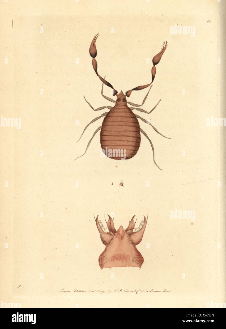 Pseudoscorpion, Chelifer cancroides. Foto Stock