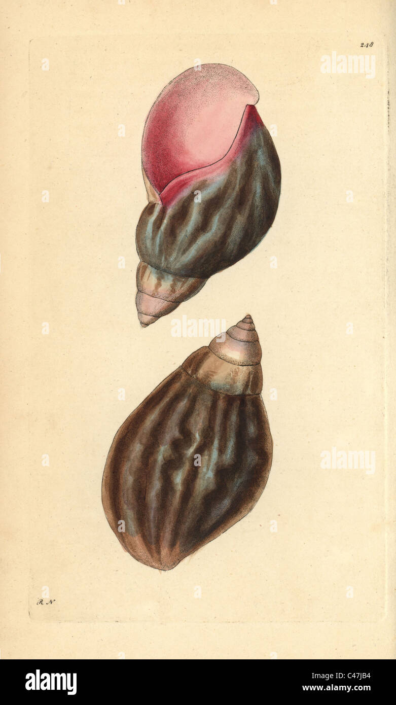 Giant terra africana, lumaca Achatina fulica. Foto Stock