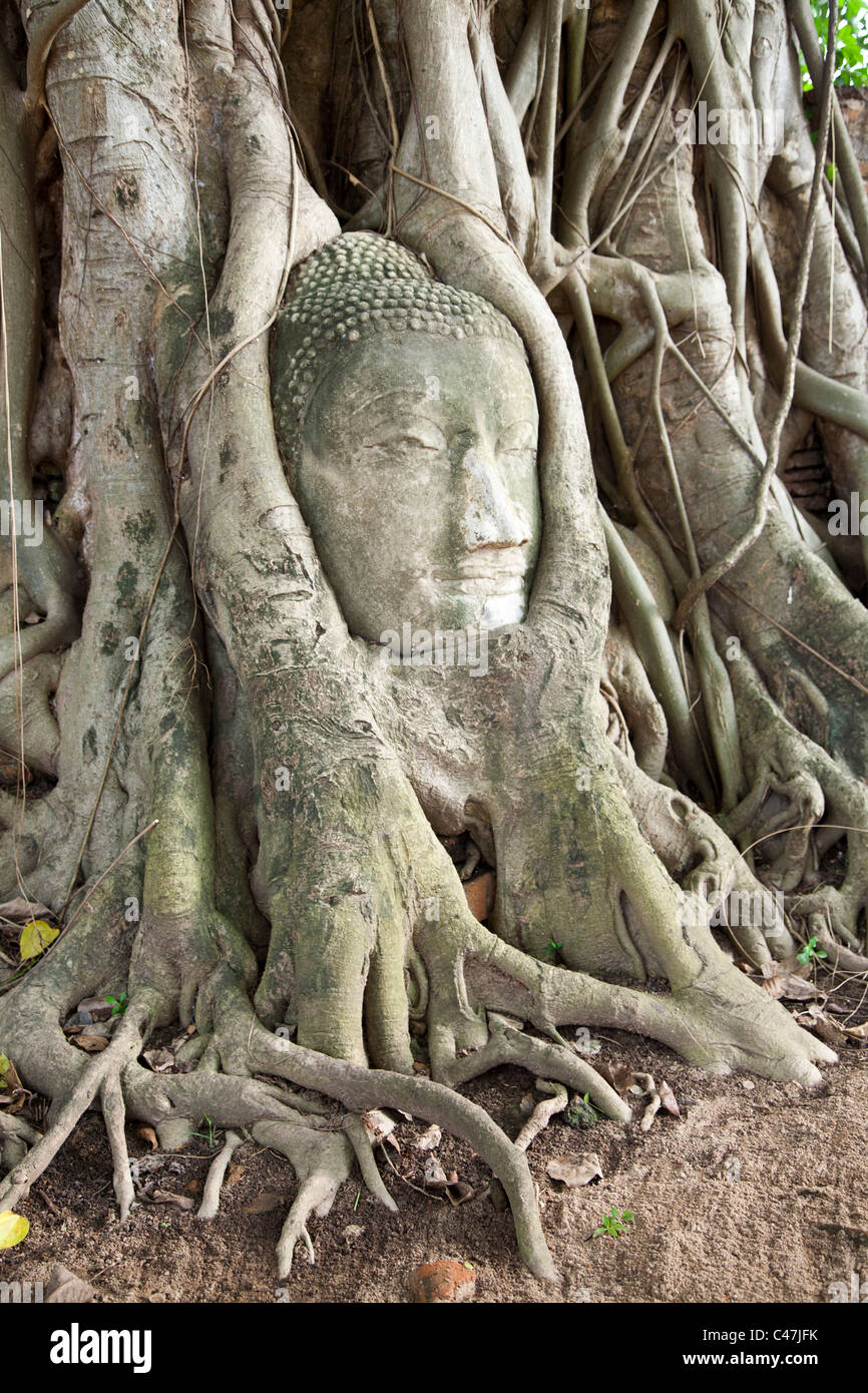 Testa in pietra di Buddha intrappolato nelle radici di un Banyan Tree al Wat Mahathat, Ayutthaya Foto Stock