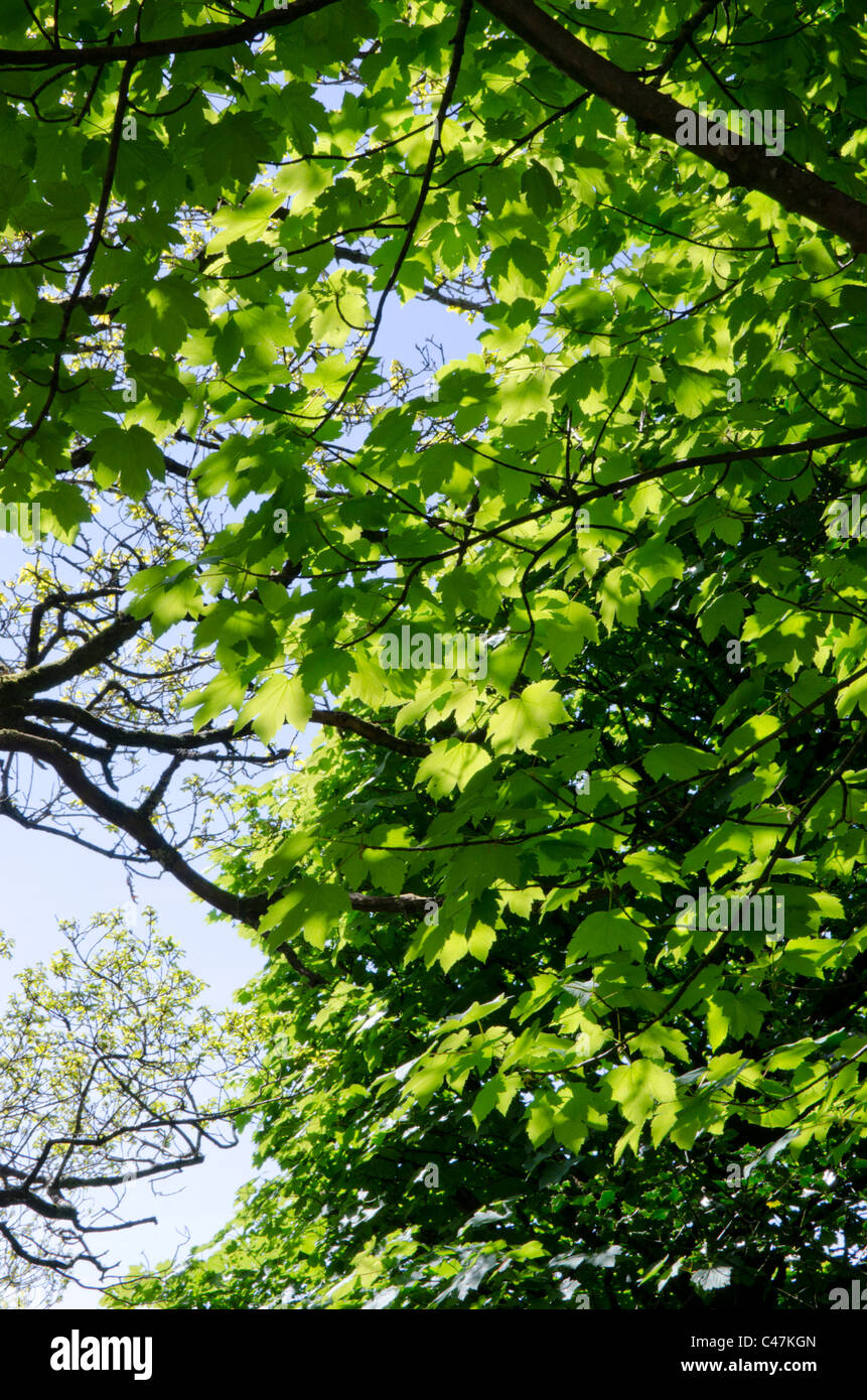 Sicomoro, Acer pseudoplatanus Foto Stock