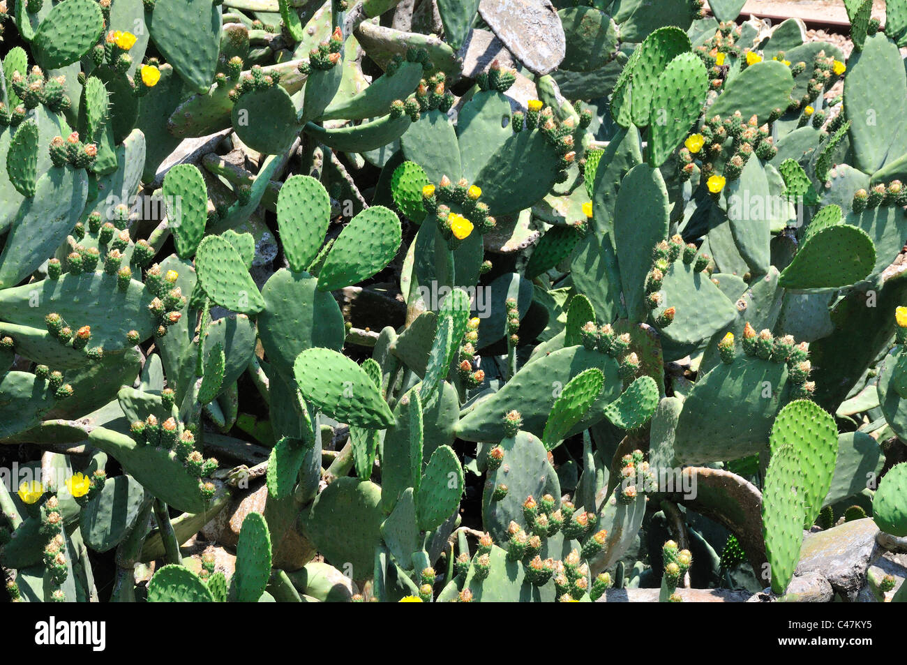 Prickly pere (opuntia) o Nopal, un cactus con fiori gialli e frutta commestibile - Palau, Sardegna settentrionale, Italia Foto Stock