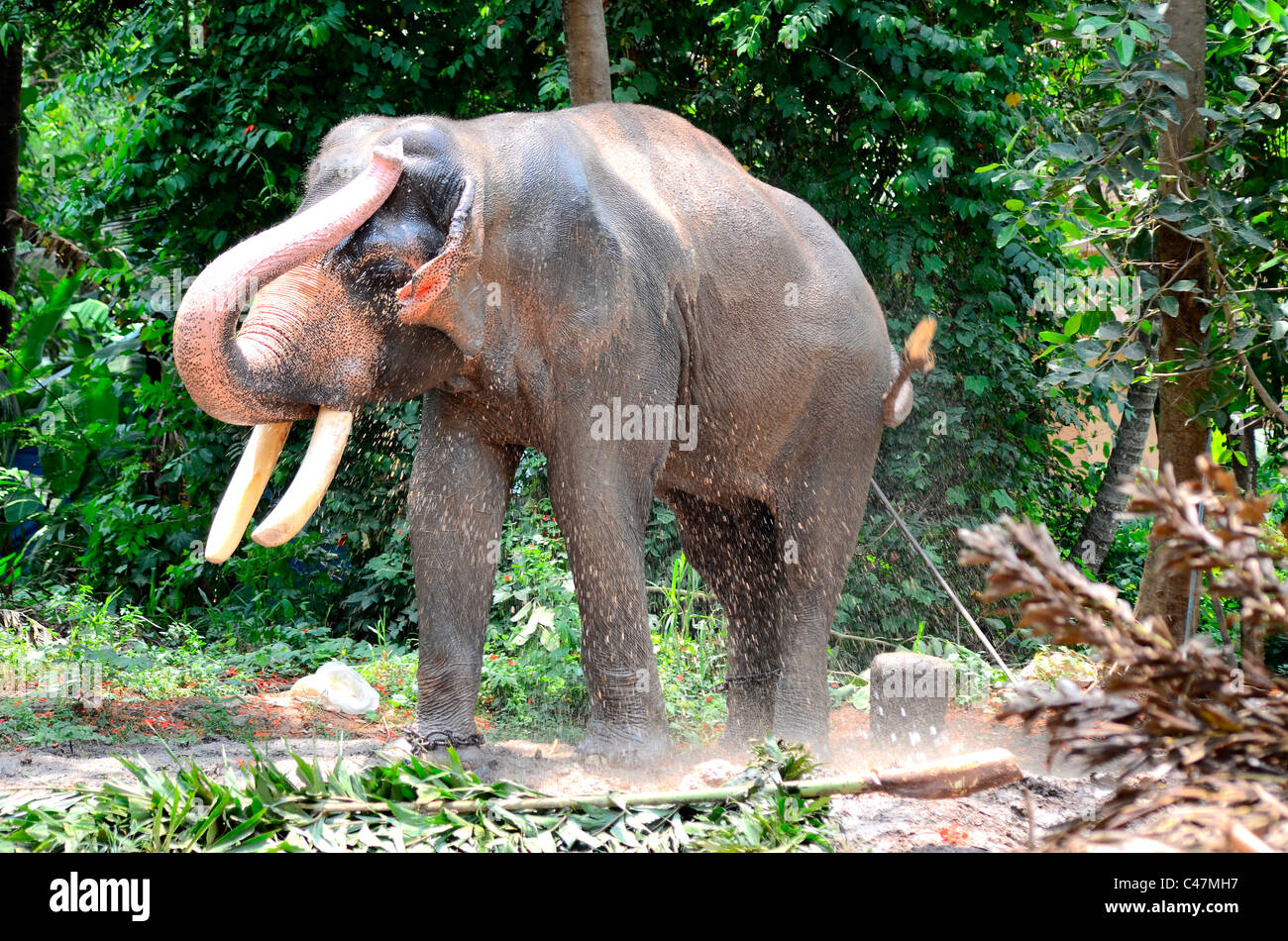 Elefante di carica Foto Stock