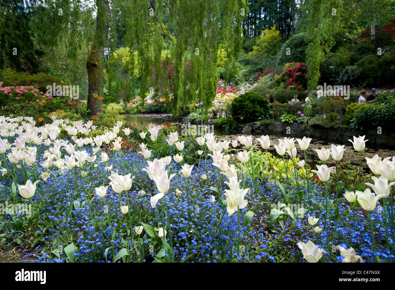 Giardino con i tulipani Foto Stock