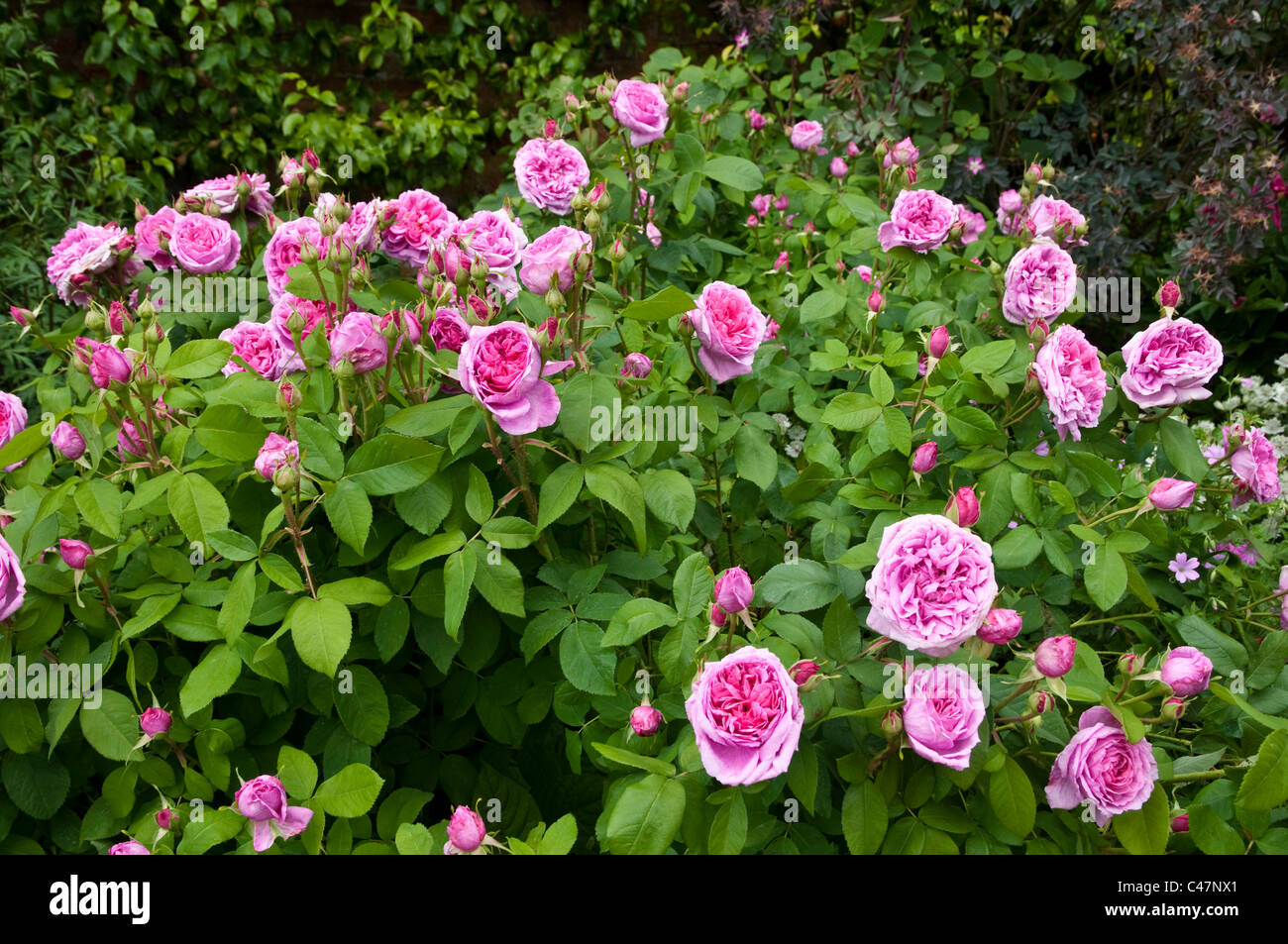 Rosa Gertrude Jekyll ( Ausbord ) - Metà-rosa Inglese di colore rosa ad arbusto. Foto Stock
