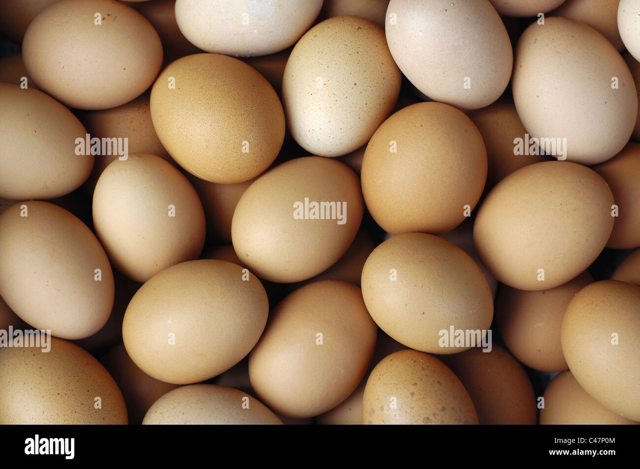 Close-up di ovuli di animali Foto Stock