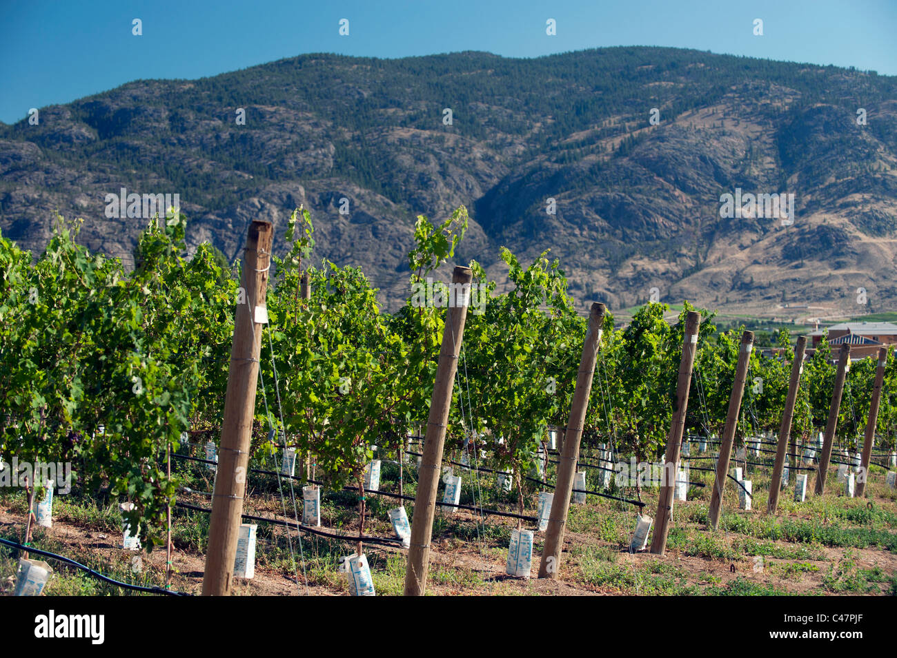 Vigneto con crescente uve del vitigno Foto Stock