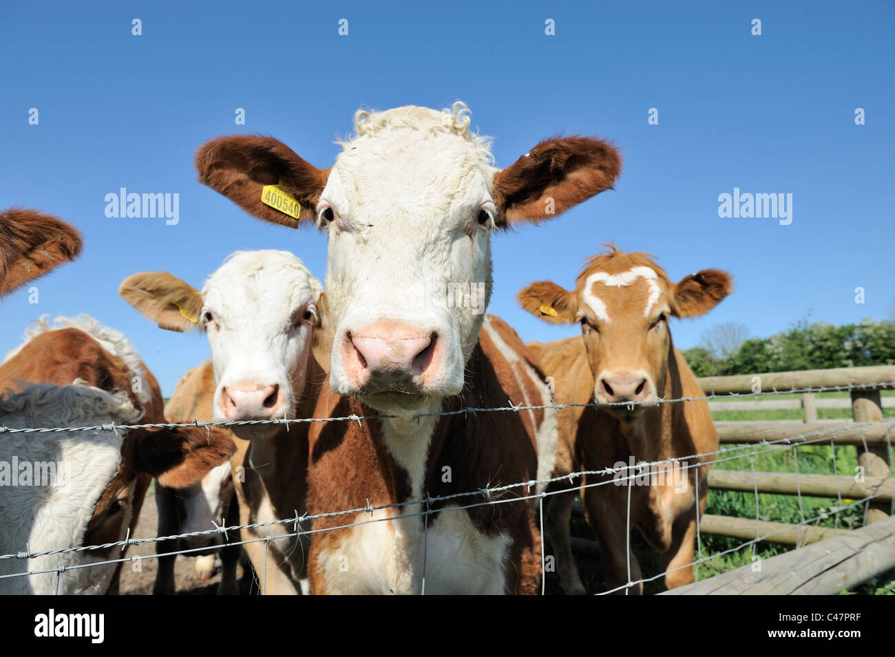 Vacche guardando oltre il recinto di filo spinato, Nofolk Uk potrebbe Foto Stock