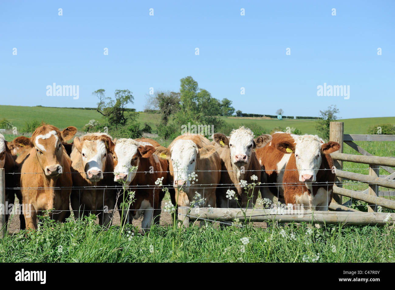 Vacche guardando oltre il recinto di filo spinato, Nofolk Uk potrebbe Foto Stock