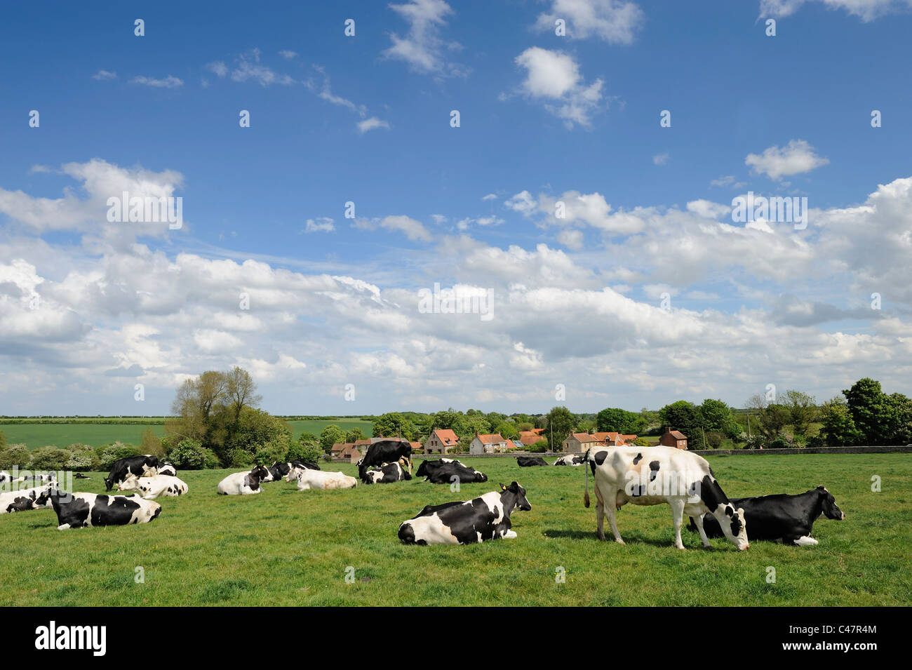 Bestiame bovino di caseificio su pascolo, NORFOLK REGNO UNITO, Maggio Foto Stock