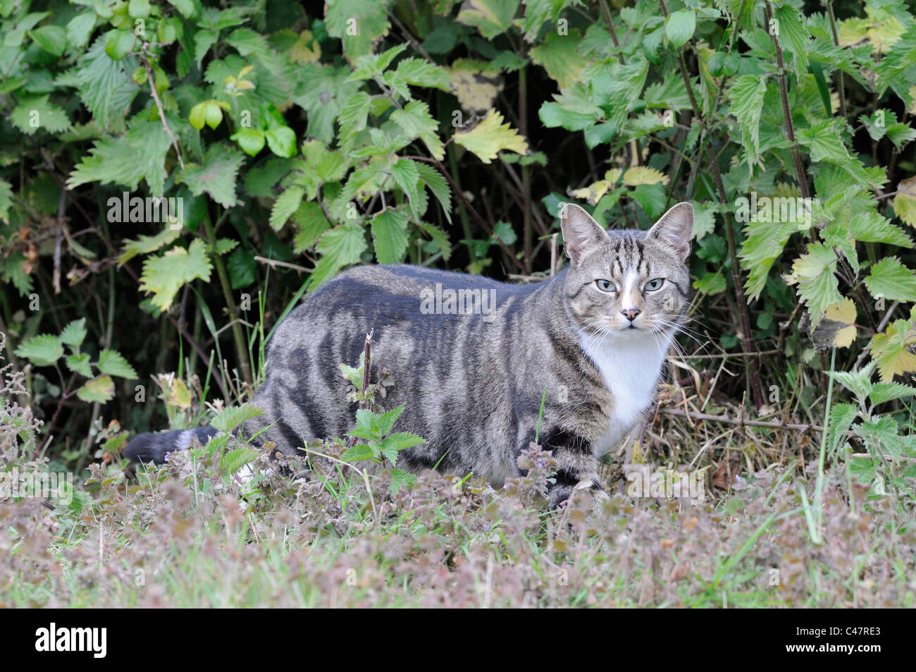 Il gatto domestico (European Shorthair procumbent quincy) aggirava lungo la siepe, Inghilterra, può Foto Stock