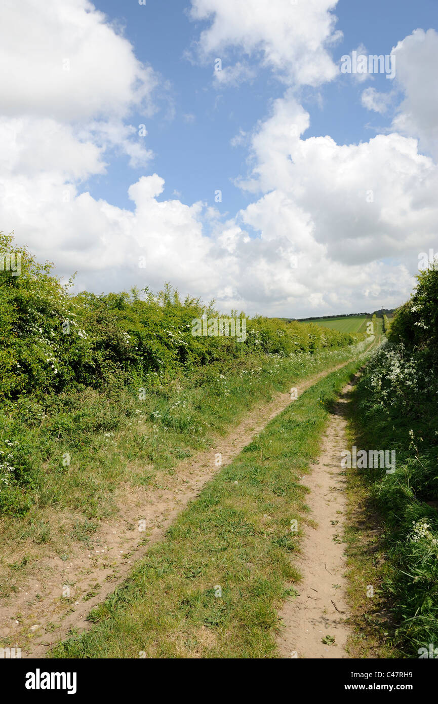 Agriturismo via con matura siepe, Norfolk, Regno Unito, maggio Foto Stock