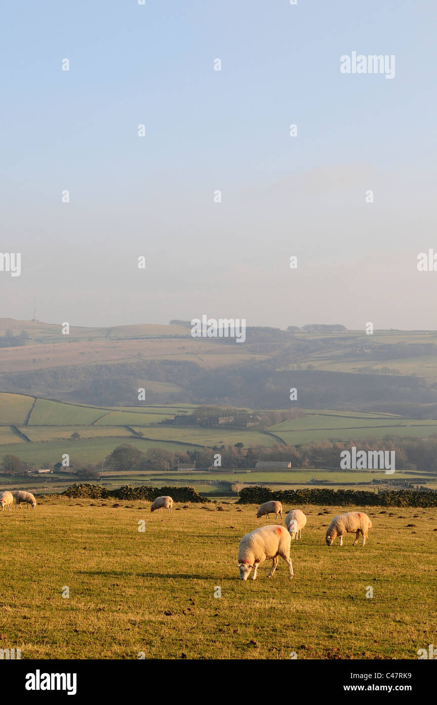 Pecore al pascolo su Shatton Moor, Peak District, Inghilterra Foto Stock