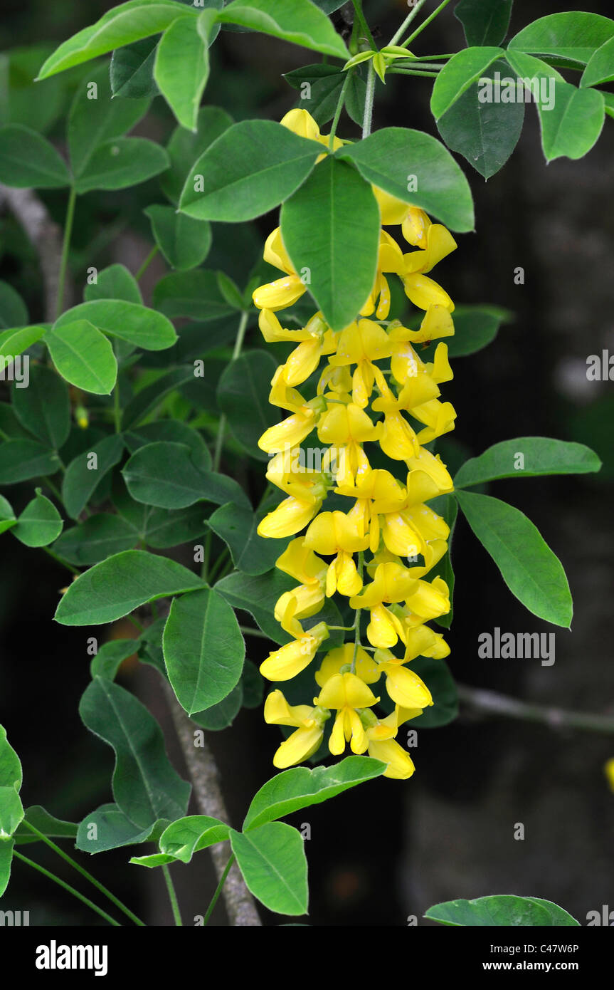 Il singolo fiore pendolari di un giallo il Maggiociondolo REGNO UNITO Foto Stock