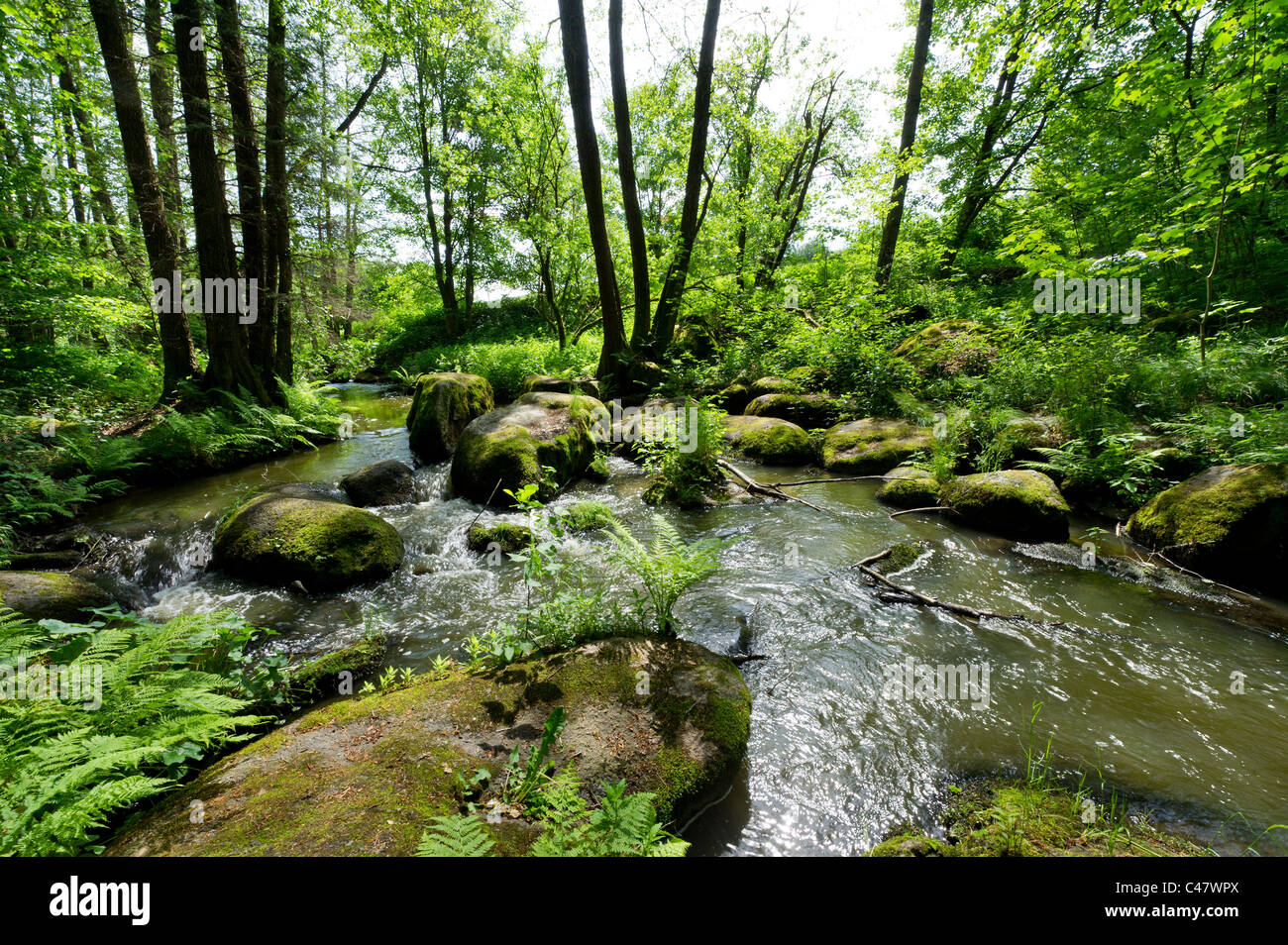 Höllbachtal Foresta Bavarese acqua rocce di vacanza in legno di faggio verde faggi trekking a piedi il fiume brook intatta natura splendida e grande Foto Stock