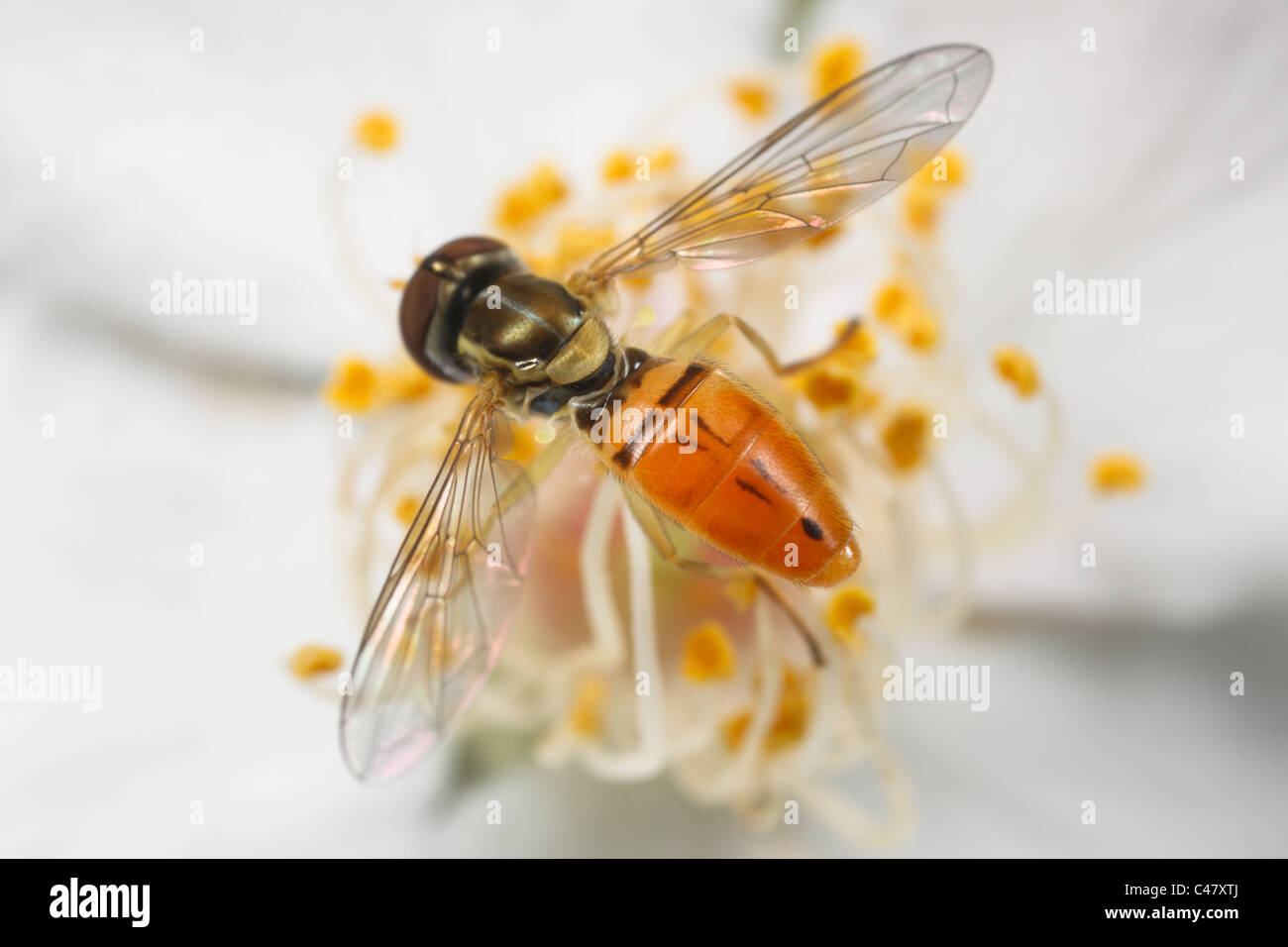 Flower Fly (Toxomerus marginatus) - Maschio su Multiflora Rose Foto Stock