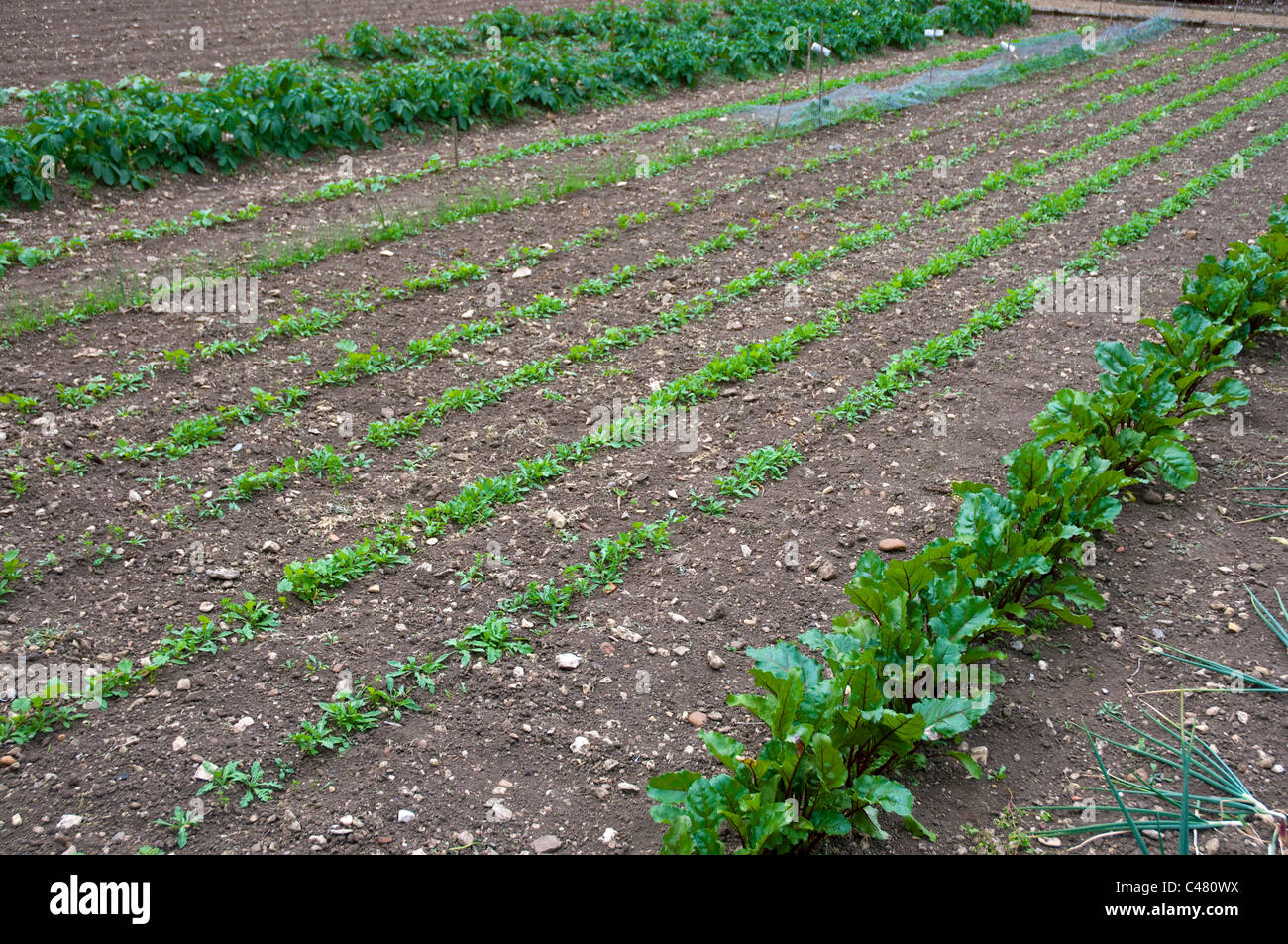 Una formale English orto indicate nelle righe con ravanelli, barbabietole e le piante di patata. Foto Stock