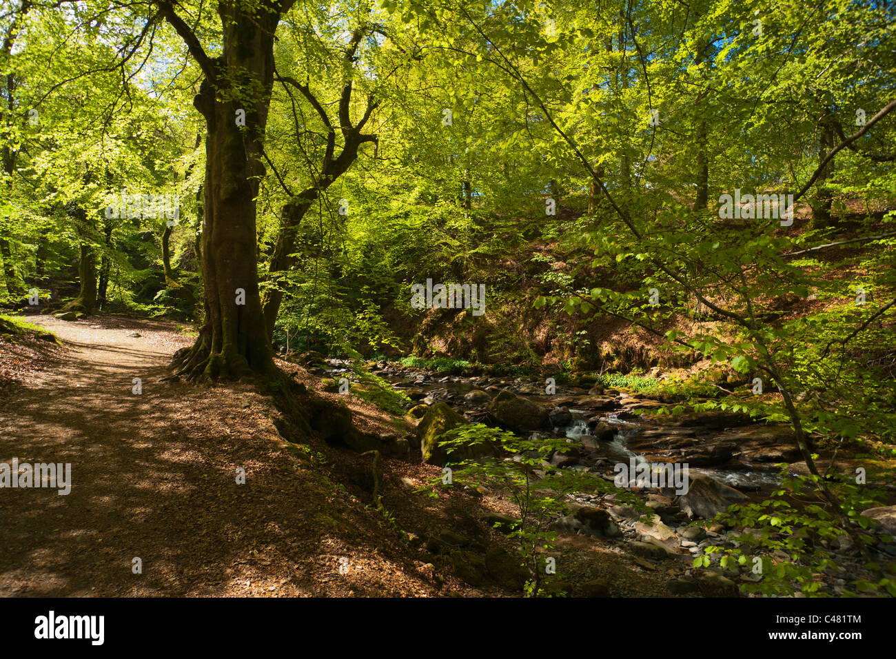 Birks di Aberfeldy, Perthshire, Scotland, Regno Unito Foto Stock