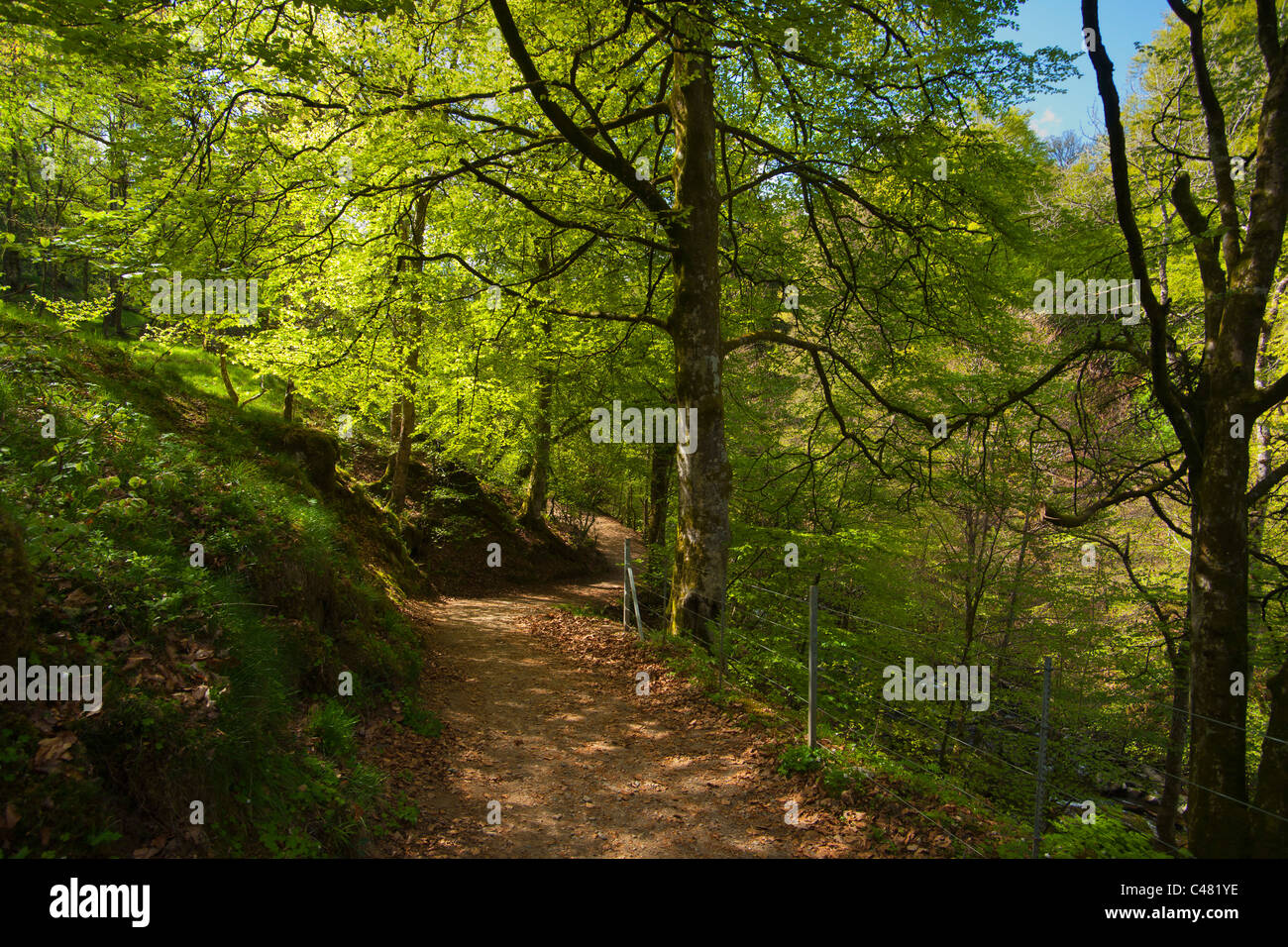 Birks di Aberfeldy, Perthshire, Scotland, Regno Unito Foto Stock