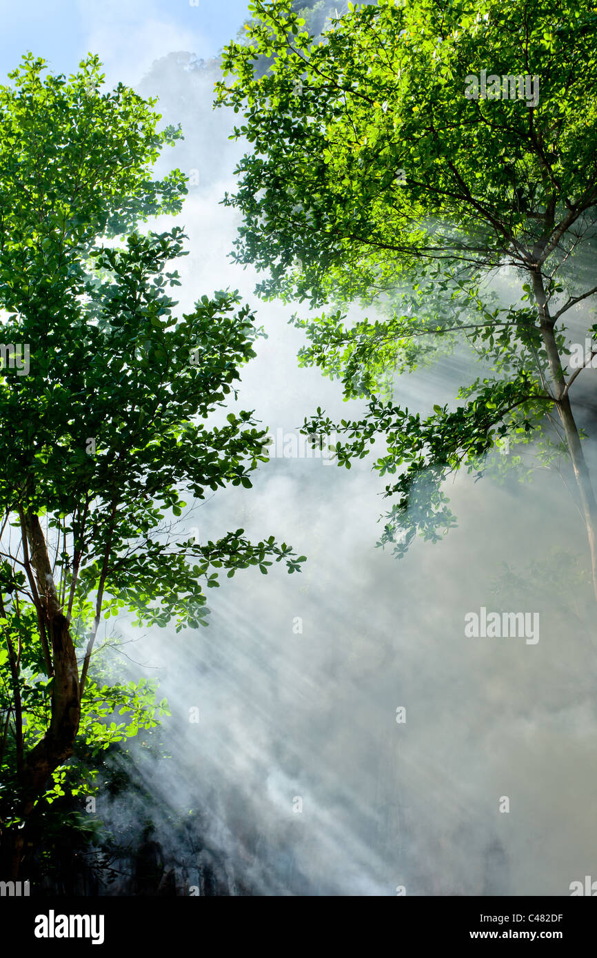 Scenario di mattina nella foresta tropicale con fumo e raggi solari Foto Stock