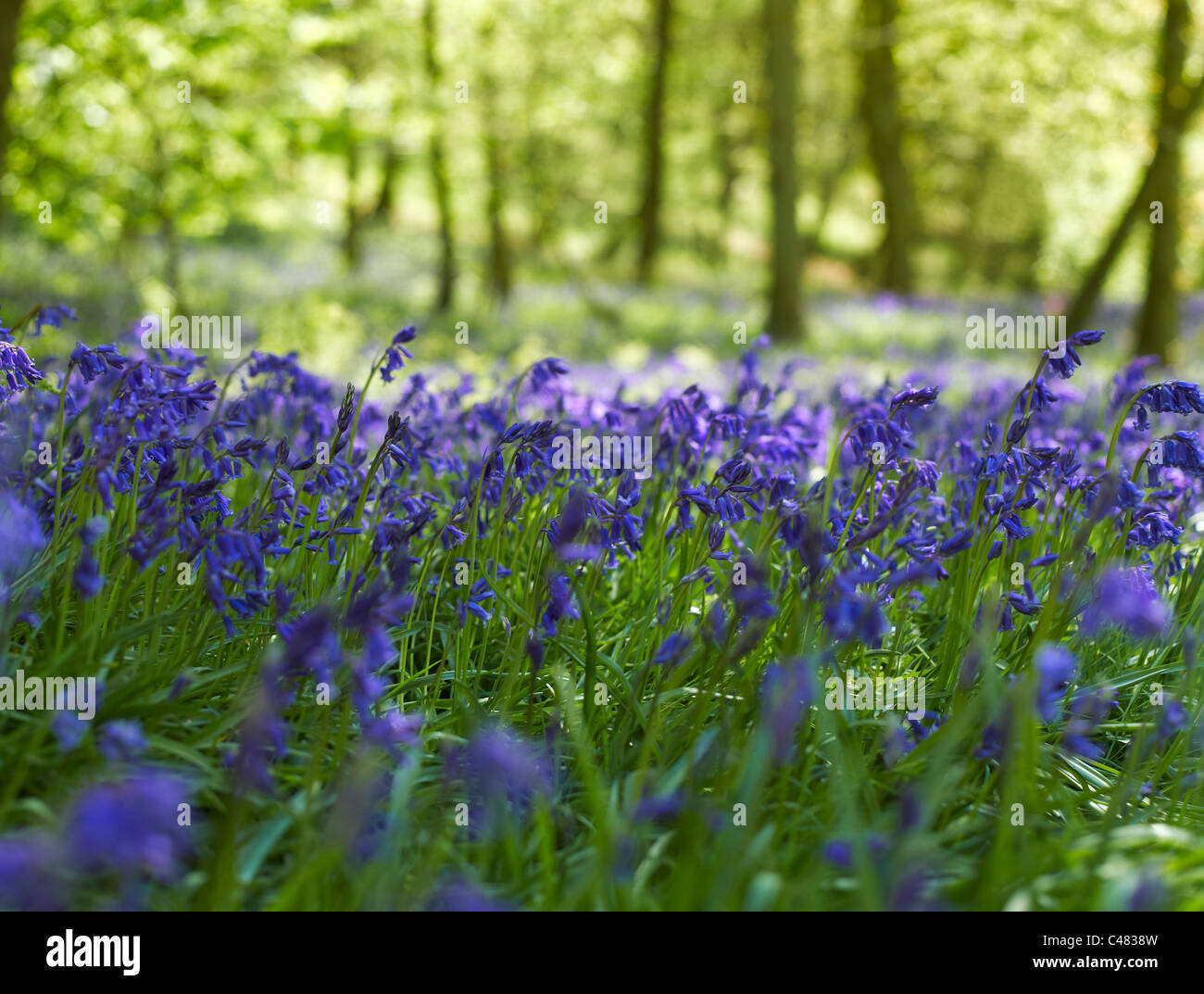 Primo piano di fiori di fiori blu selvatici bluebells fiorire in Primavera a Woodland vicino Pockley North Yorkshire Inghilterra Regno Unito Regno Unito Gran Bretagna Foto Stock