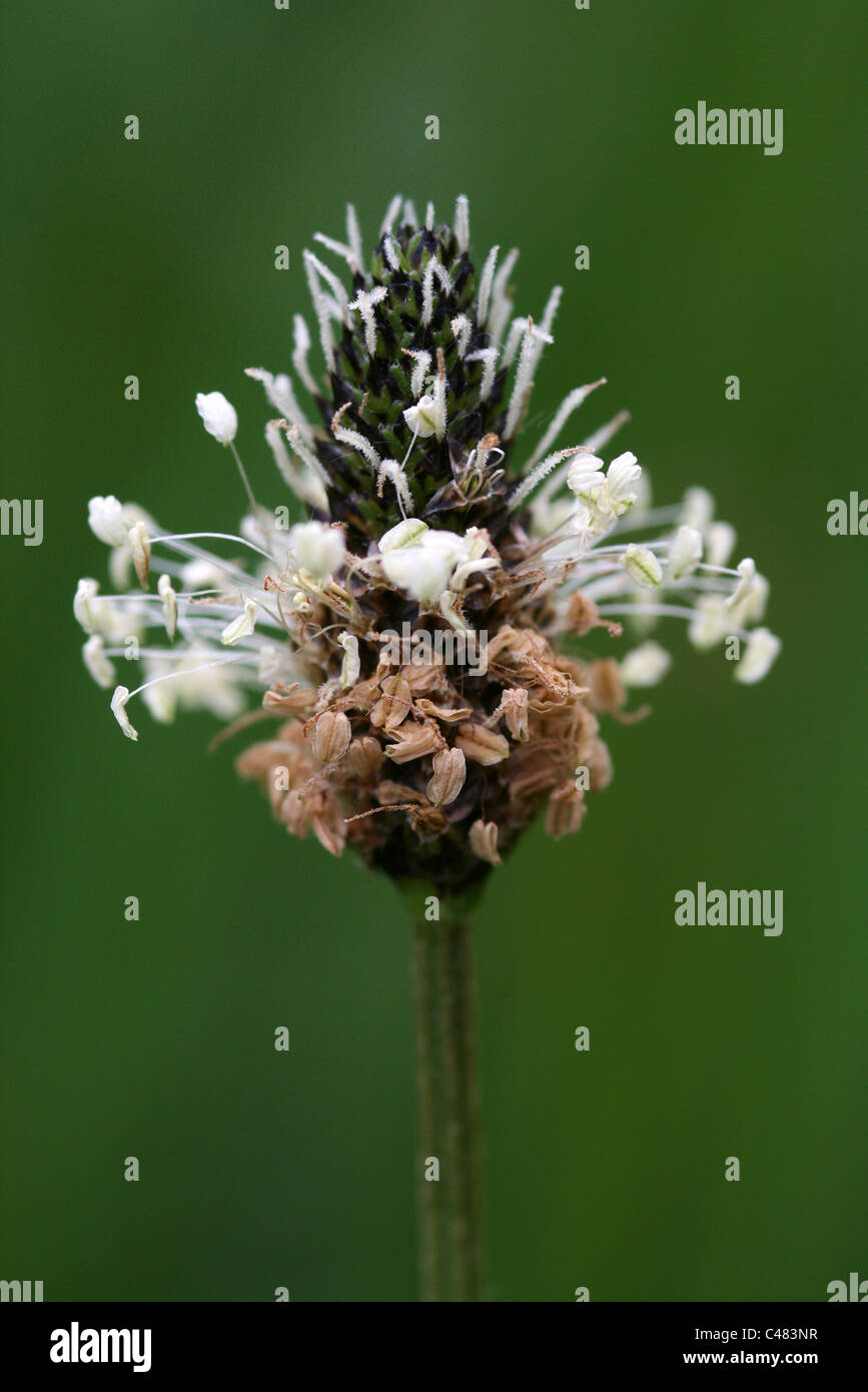 Ribwort piantaggine lanceolata planzago Foto Stock