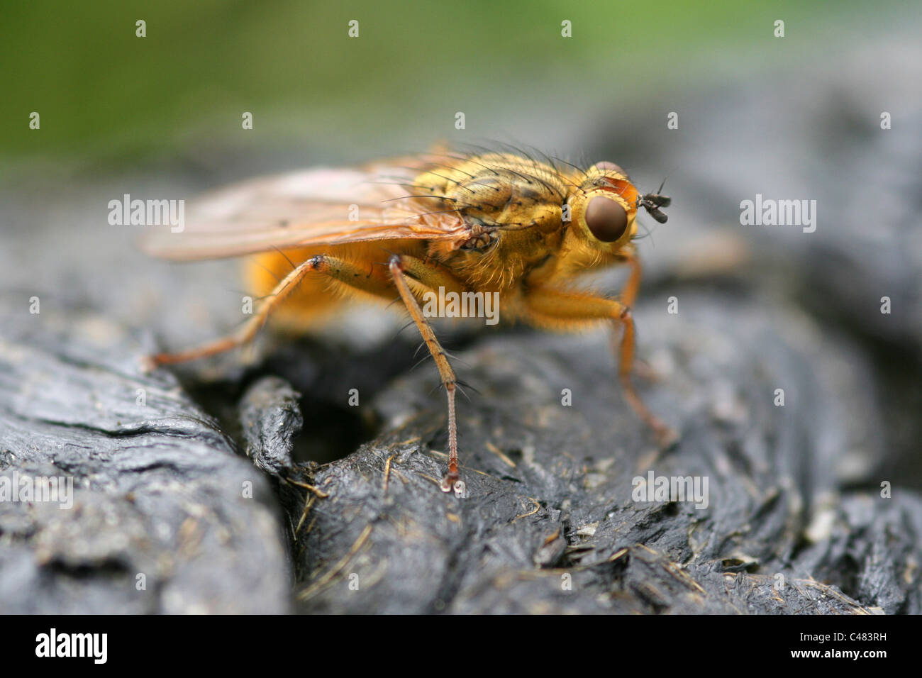 Sterco di giallo-fly Scatophaga stercoraria su sterco di pecora, Lancashire, Regno Unito Foto Stock