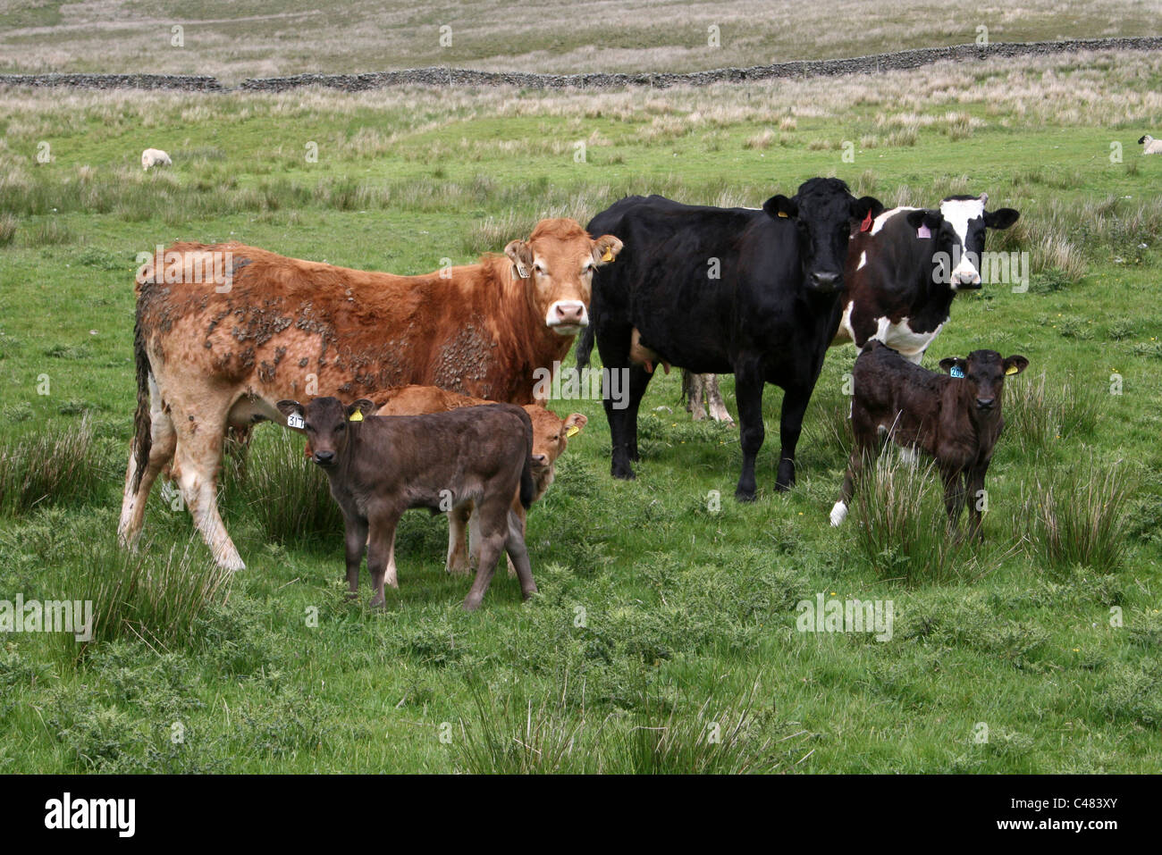 Vacche e vitelli nel trogolo di Bowland, Lancashire, Regno Unito Foto Stock