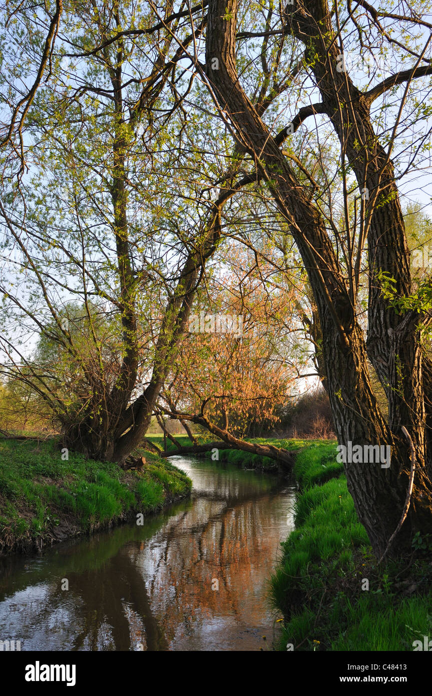 Paesaggio di primavera - il fiume e gli alberi con foglie fresche Foto Stock
