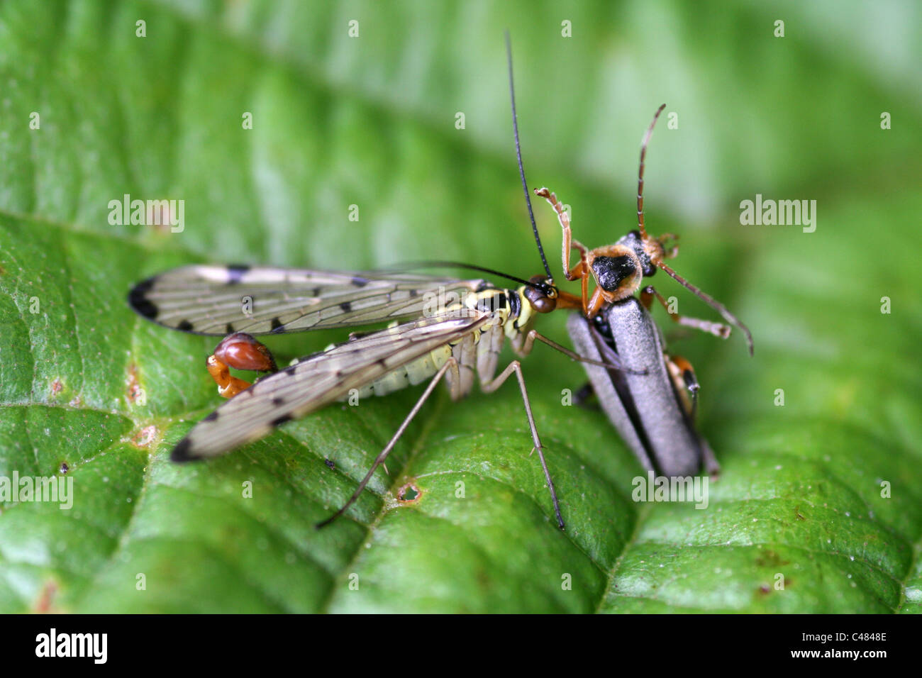 Scorpione maschio Fly Panorpa germanica di mangiare un soldato Beetle Cantharis nigricans Foto Stock