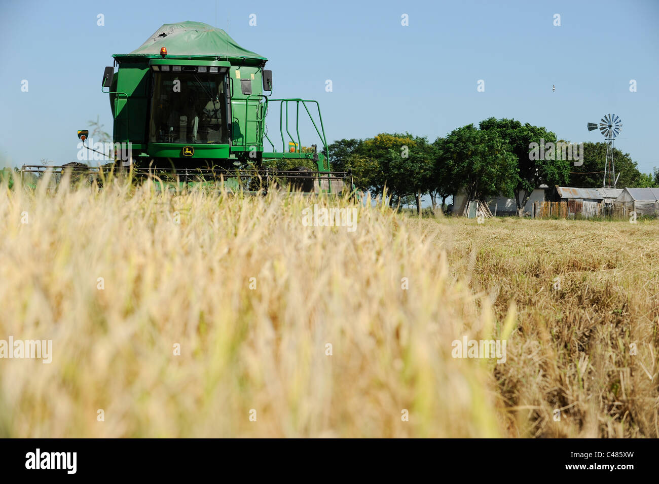 URUGUAY Bella Uniòn , 2100 ettari di azienda agricola vicino al fiume Uruguay, il raccolto di riso con mietitrebbia John Deere Harvester Foto Stock