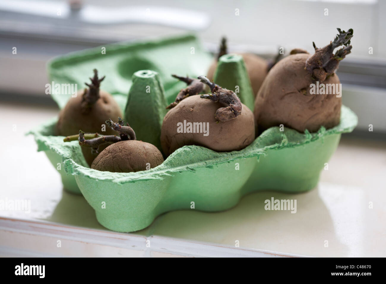 Tuberi seme di patate Chitting in scatola per uova all'interno sul davanzale Foto Stock