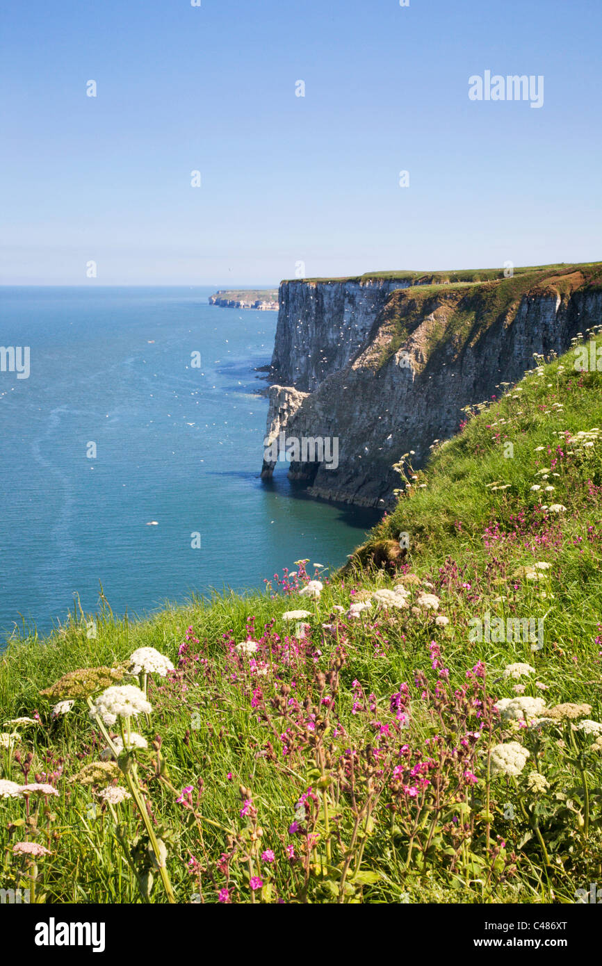 Bempton Cliffs East Riding of Yorkshire Inghilterra Foto Stock