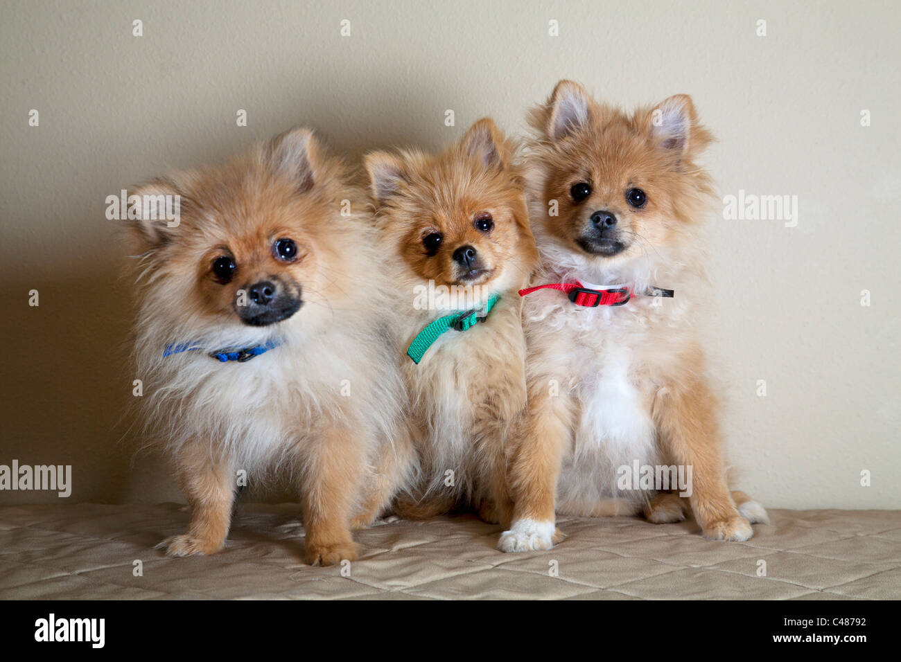 Un trio di razza mista di cuccioli Foto Stock