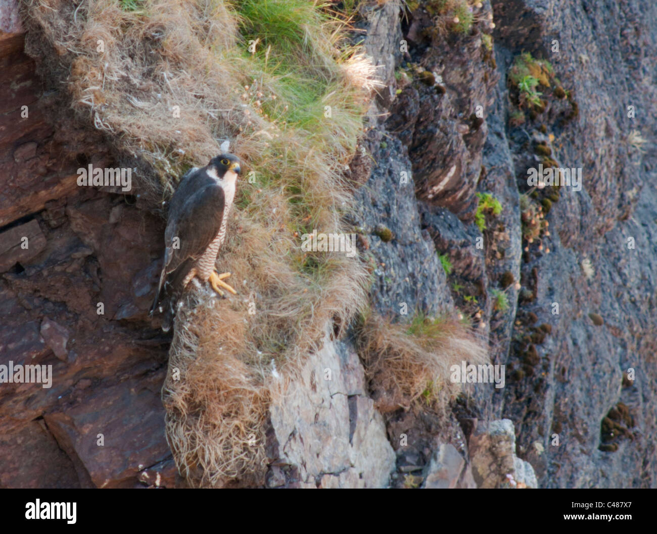 Falco pellegrino (Falco peregrinus) arroccato sulla scogliera del Pembrokeshire Coast in Galles Foto Stock