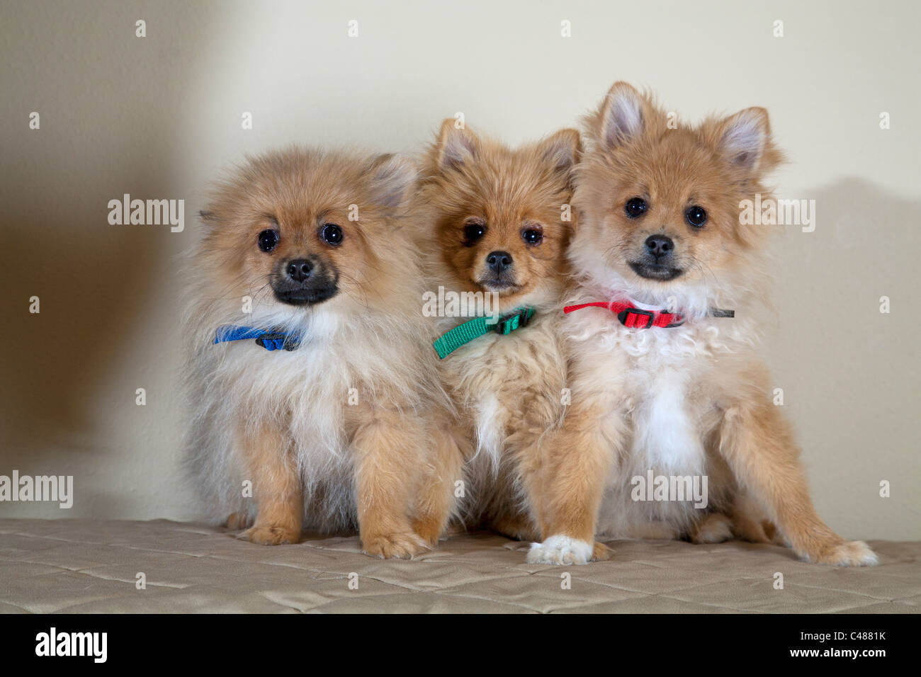 Un trio di razza mista di cuccioli Foto Stock
