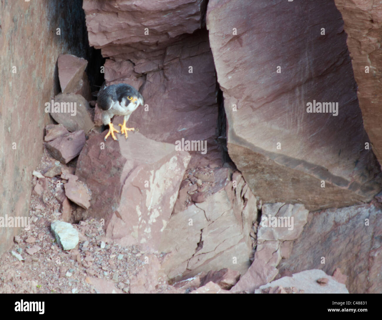 Falco pellegrino (Falco peregrinus) arroccato sulla scogliera del Pembrokeshire Coast in Galles Foto Stock