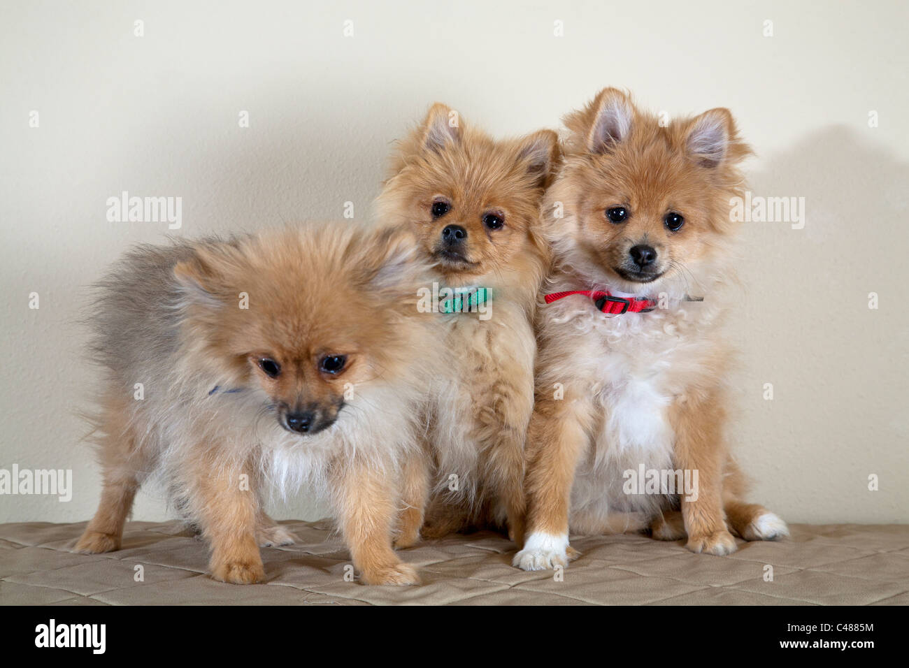 Un trio di razza mista di cuccioli Foto Stock