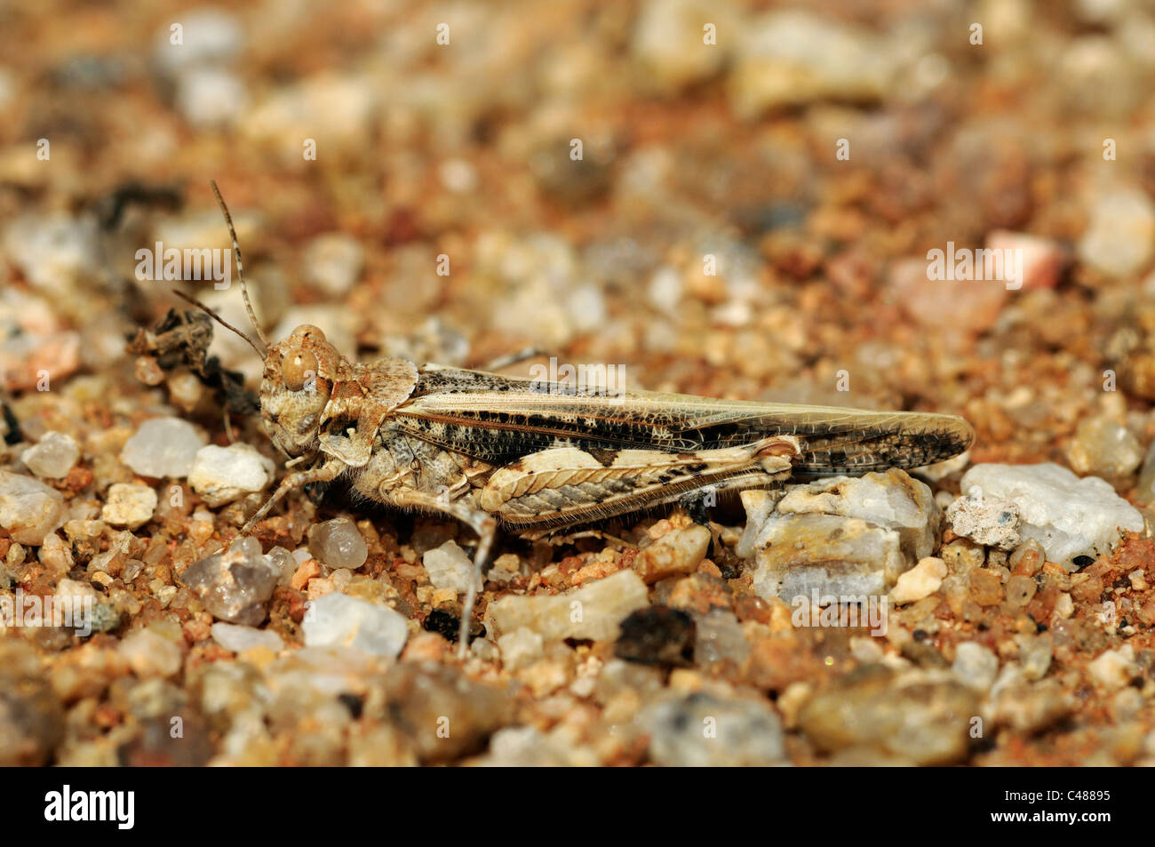 Scavando grasshopper, che corrisponde al colore di terra e pietre, Namaqualand, Sud Africa Foto Stock