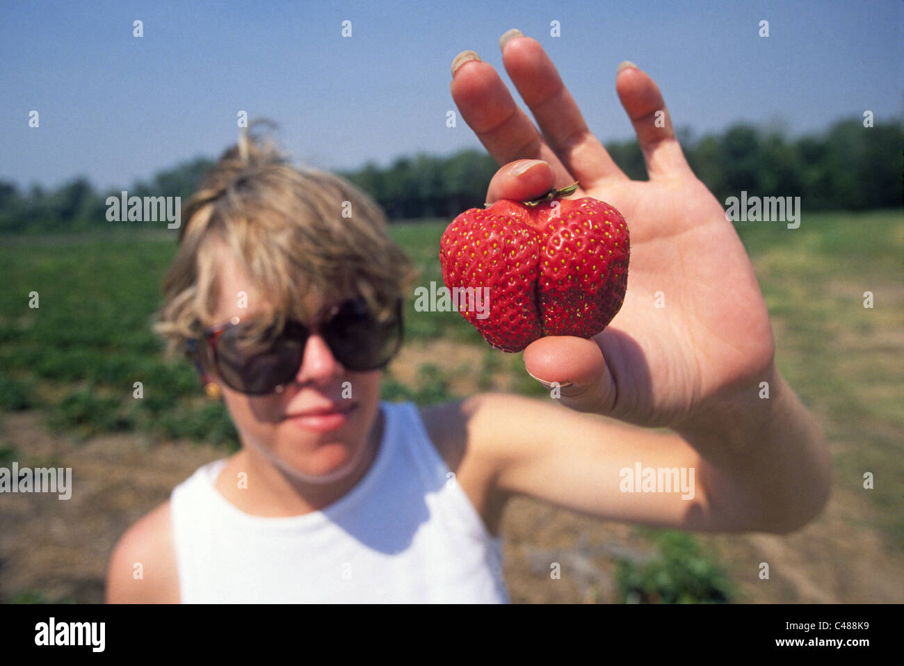 Una donna di fragole di prelievo in corrispondenza di una auto-pick patch di fragola Foto Stock