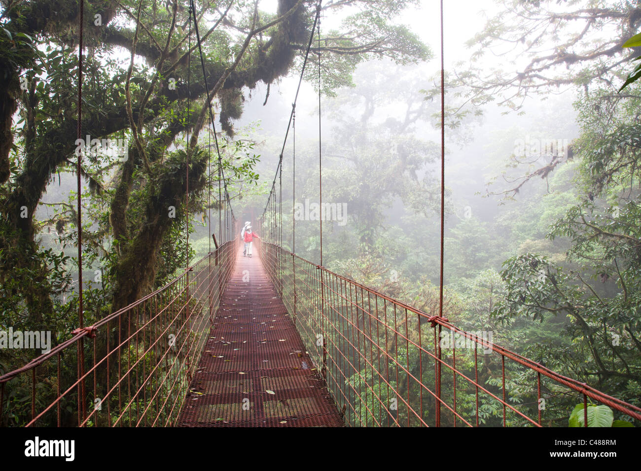 Monteverde Cloud Forest Preserve. Costa Rica Foto Stock