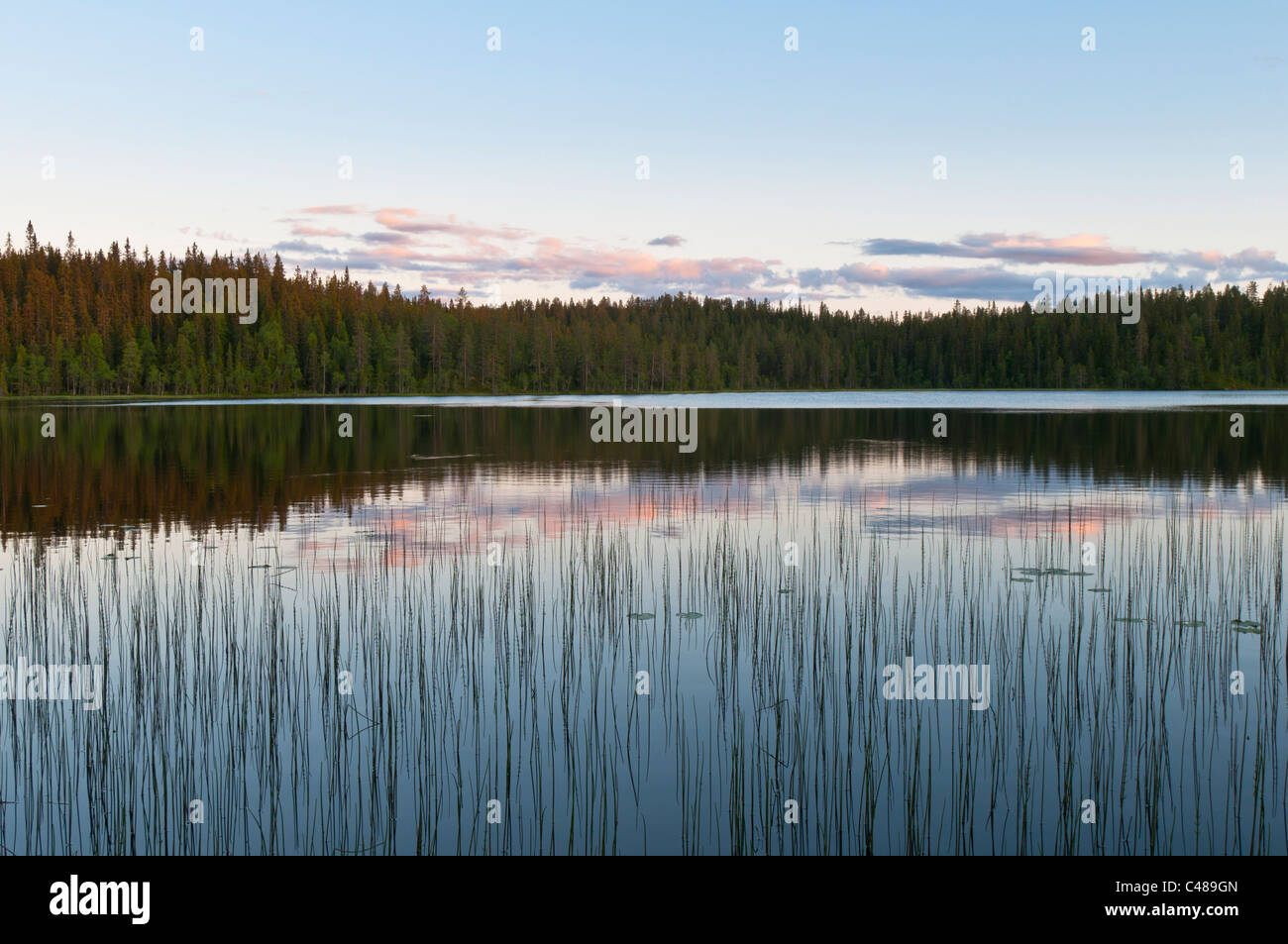 Un Abendstimmung einem Waldsee, Rena, Hedmark, Norwegen, atmosfera serale, Lago, Norvegia Foto Stock