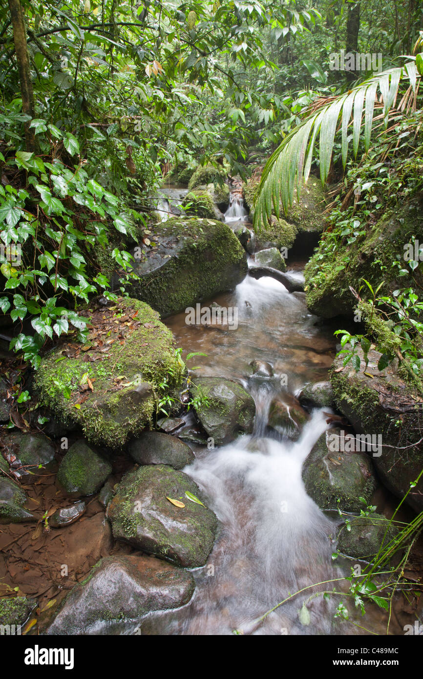 Monteverde Cloud Forest Preserve. Costa Rica Foto Stock