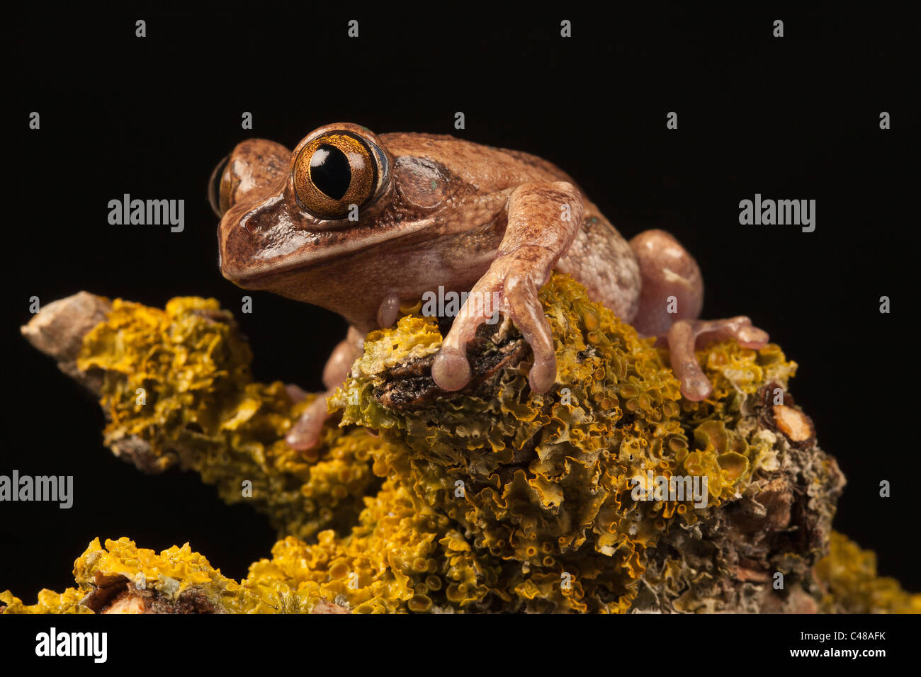 In marmo Rana Reed/ Verniciata Rana Reed (Hyperolius marmoratus) sat su lichen incrostati di ramo, ritratto Foto Stock