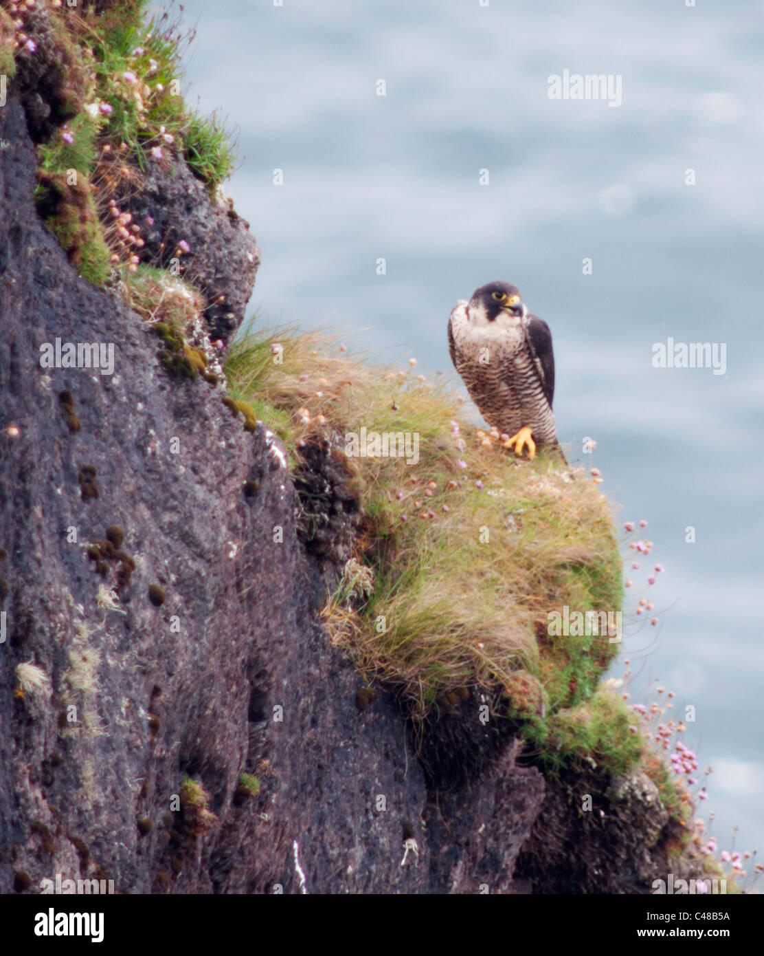 Falco pellegrino (Falco peregrinus) arroccato sulla scogliera del Pembrokeshire Coast in Galles Foto Stock