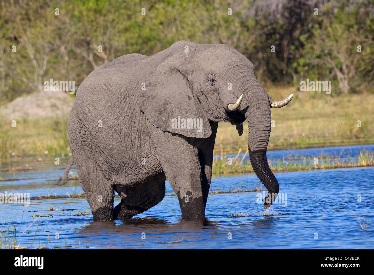 Afrikanischer Elefante africano (Loxodonta africana), Savuti, Chobe Nationalpark, Botswana, Afrika Foto Stock