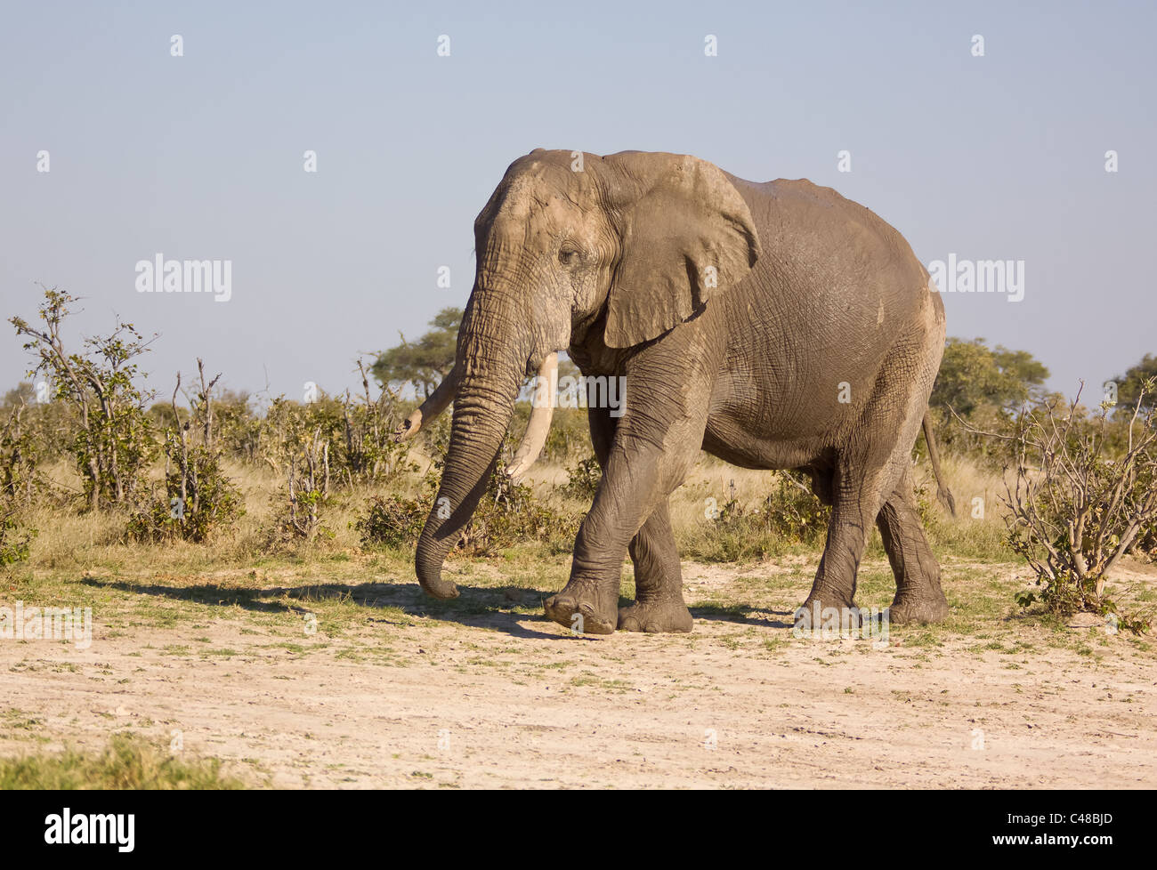 Afrikanischer Elefante africano (Loxodonta africana), im Wasser, Moremi Wildreservat, Botswana, Afrika Foto Stock